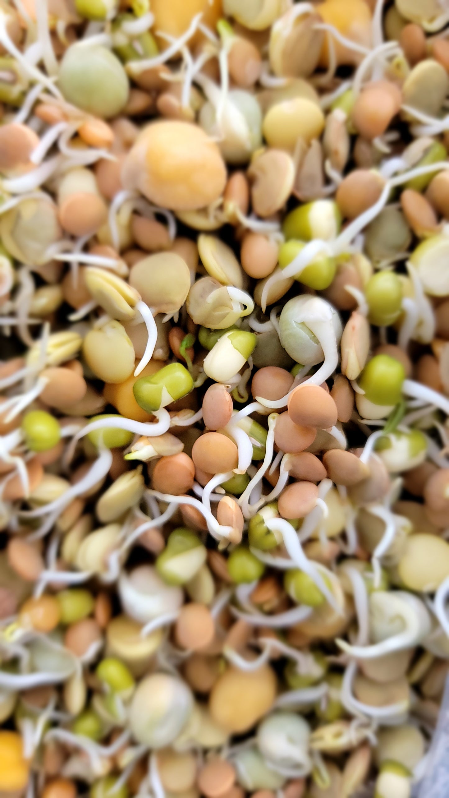 Mix Beans